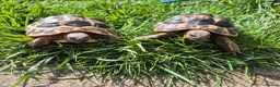 Hermann Tortoise reptiles for sale: A pair of hermann tortoises  - Advert 1