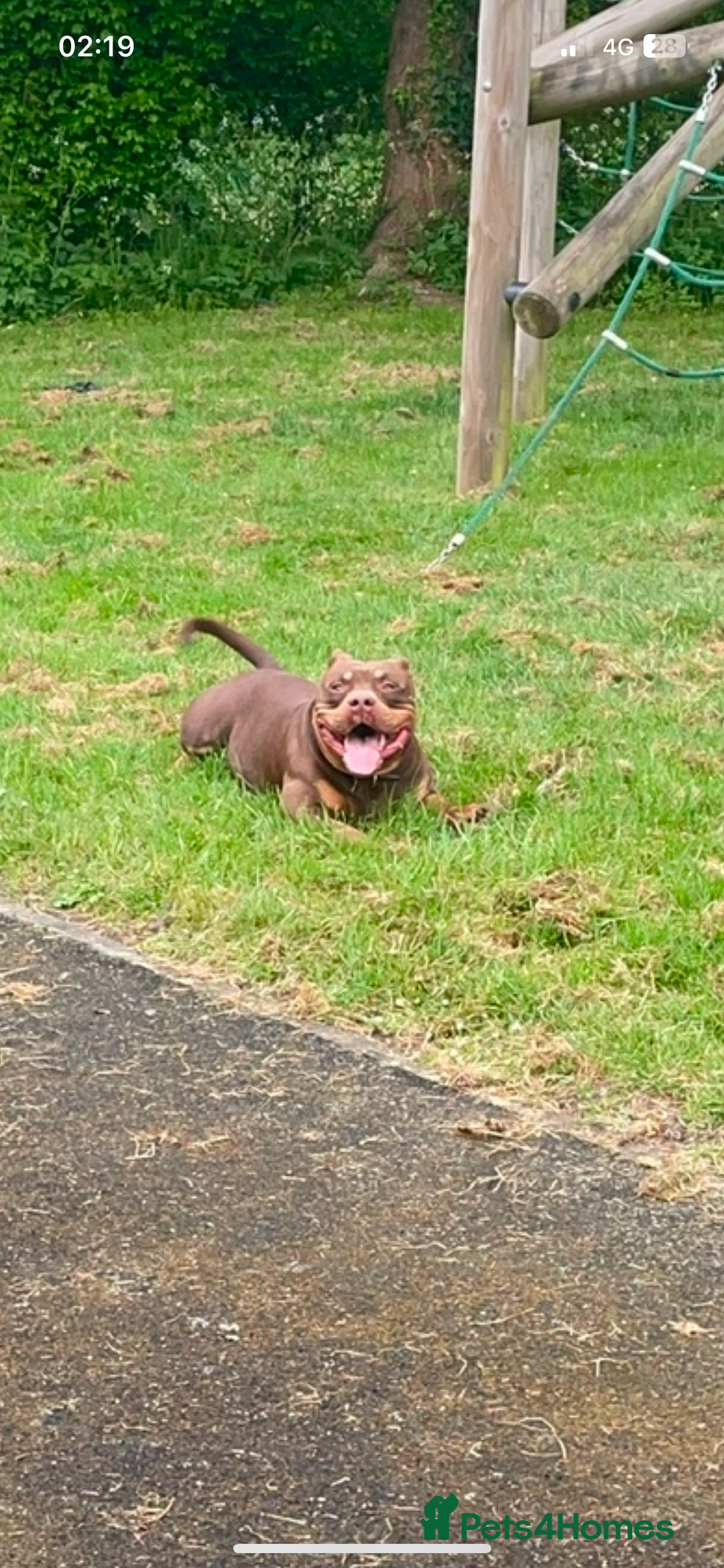 American Bully dogs for sale: Deebo POCKET BULLY  - Image 4