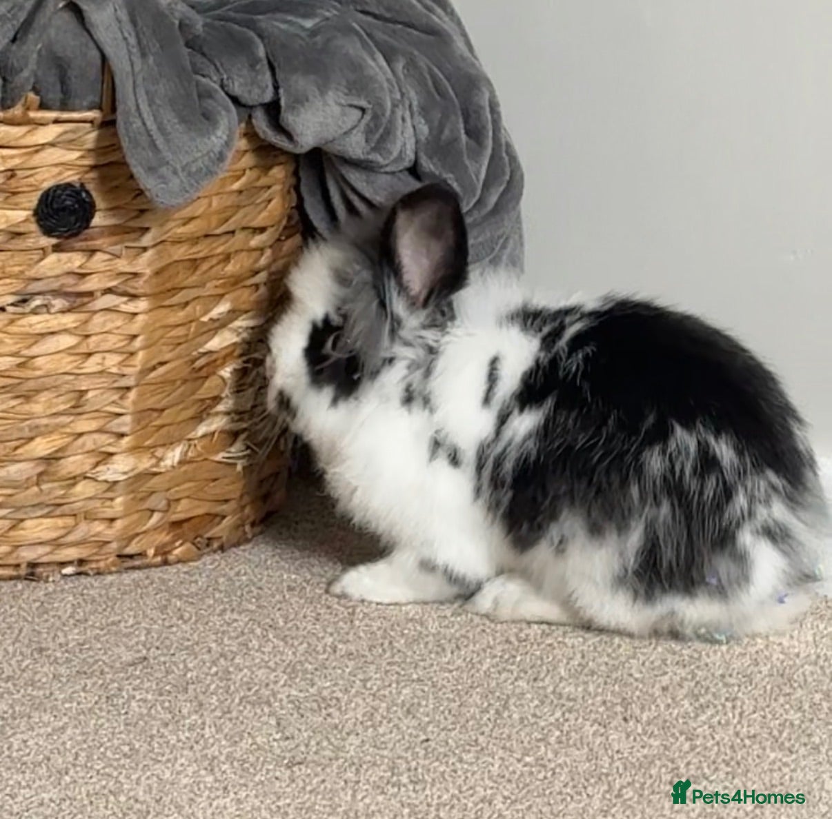 Lionhead rabbits Lionhead Rabbit - Advert 1