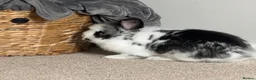 Lionhead rabbits for sale: Lionhead Rabbit in Dronfield - Advert 1