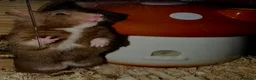 Hamster rodents for sale: Hamster and all belongings  - Advert 2