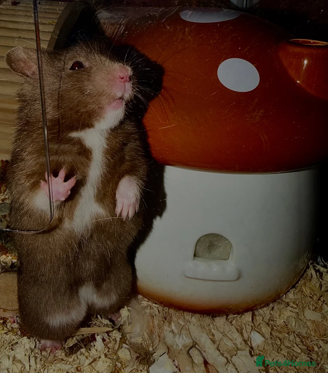 Hamster rodents for sale: Hamster and all belongings  - Advert 2