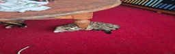 Mixed Breed cats for sale: Cute tabby kitten - Advert 9