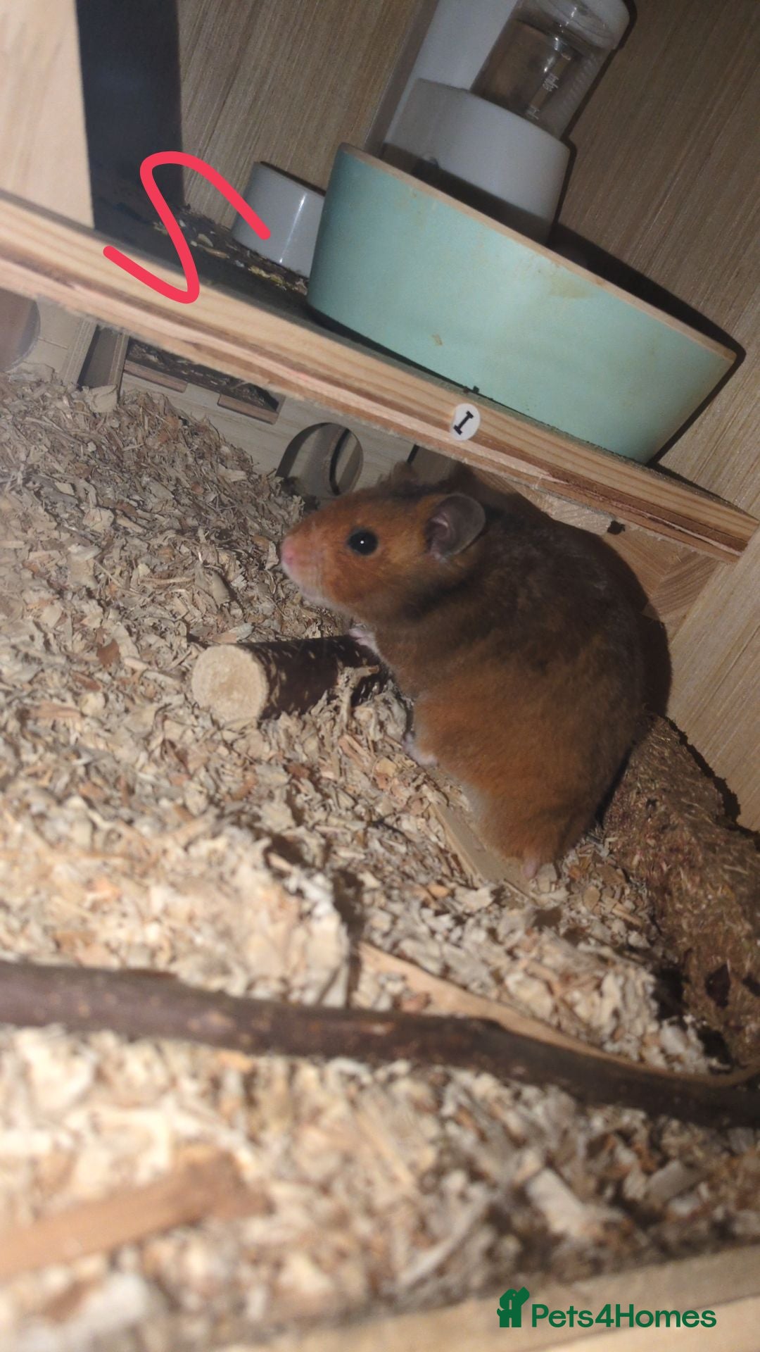 Hamster rodents for sale: Brown Syrian hamster and cage  - Advert 12