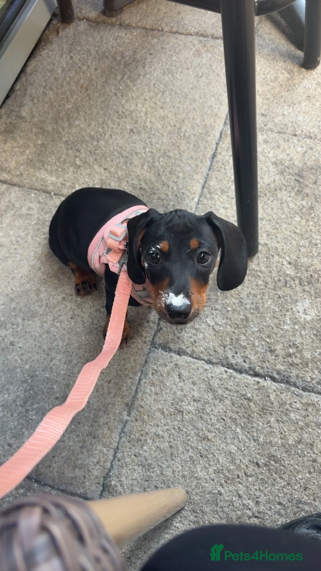 Dachshund dogs for sale: 1 female  miniature dachshund  - Advert 2