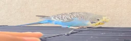 Budgerigars birds for sale: Beautiful young budgies available  - Advert 11