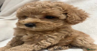 Maltipoo dogs Gorgeous Malshipoo - Advert 4