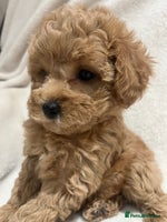 Maltipoo dogs Gorgeous Malshipoo - Advert 4