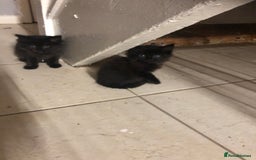 Mixed Breed cats for sale: Lucy’s babies - Image 2