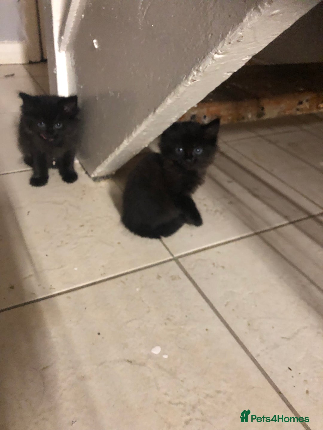 Mixed Breed cats for sale: Lucy’s babies - Image 2