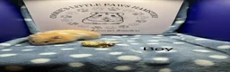 Hamster rodents for sale: Pedigree Syrian hamsters - Advert 2