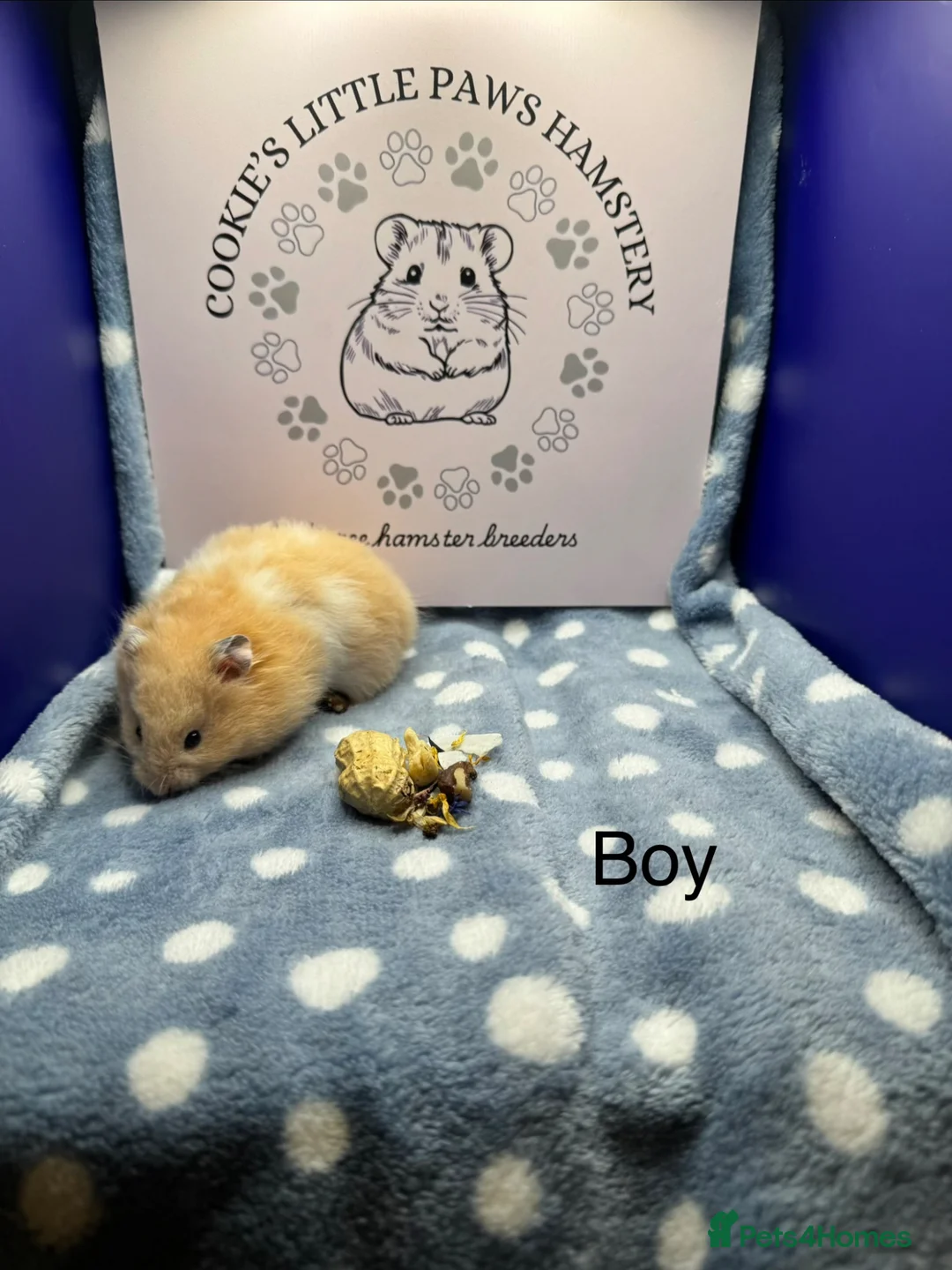 Hamster rodents for sale: Pedigree Syrian hamsters - Advert 2