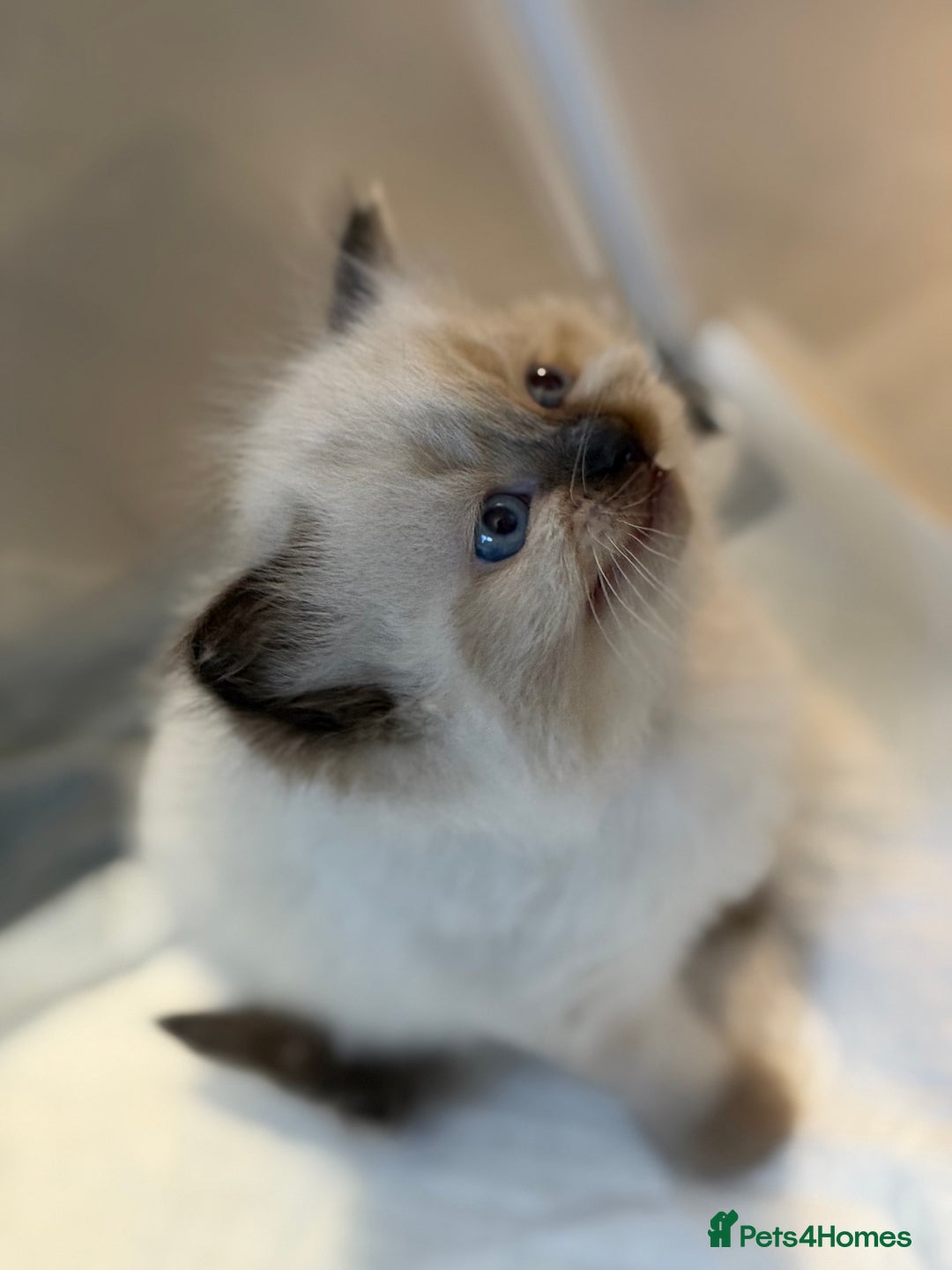 Ragdoll cats for sale: Ragdoll - Advert 1