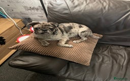 Pug dogs for sale: Beautiful female Pug - Image 5