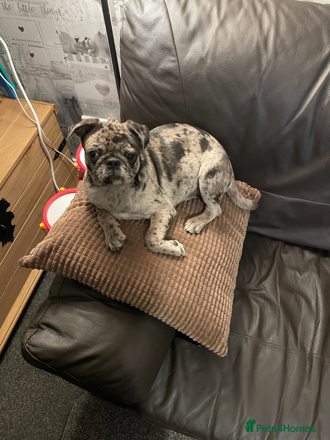 Pug dogs for sale: Beautiful female Pug - Image 5