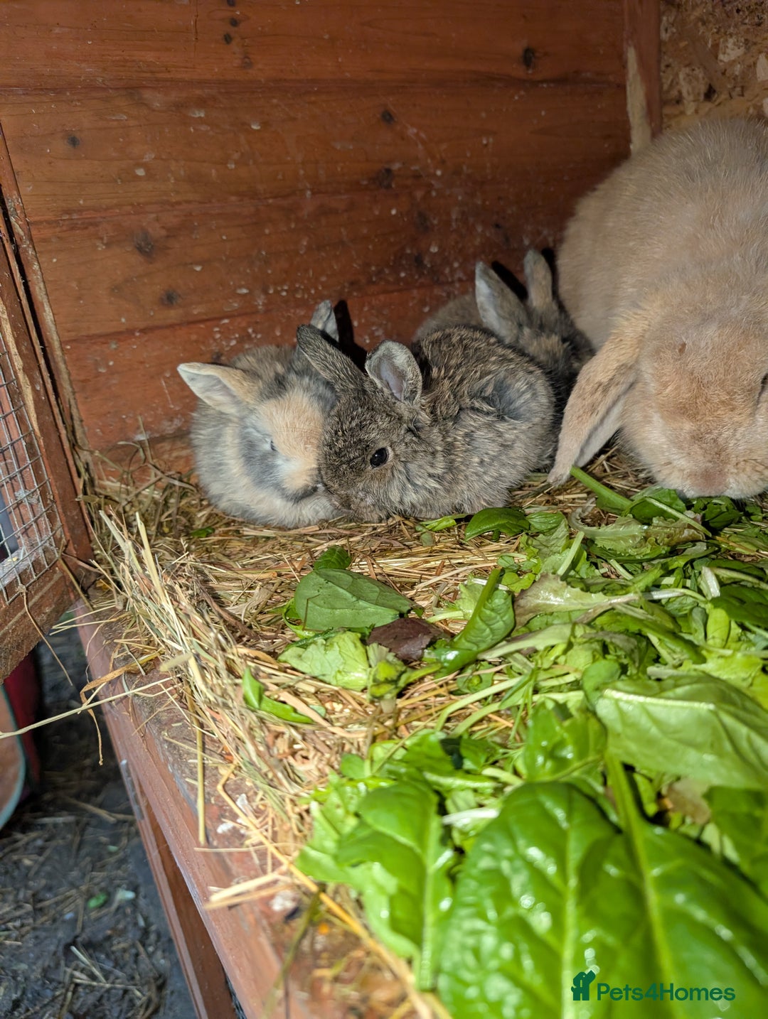 English rabbits for sale: Various Rabbits And Bunnies. Mixed Gender, colours - Advert 1