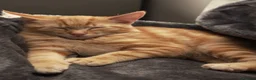 Mixed Breed cats for sale: Three little boys ready for the new home  in Livingston - Advert 11