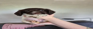 Sprocker 2