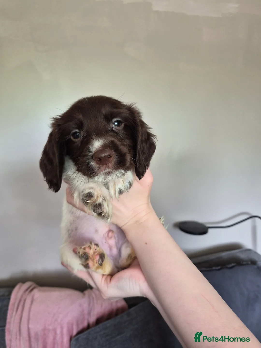Sprocker dogs for sale: Sprockers - Advert 2