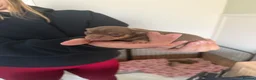 Chihuahua dogs for sale: Beautiful litter of chihuahua puppies  - Advert 6