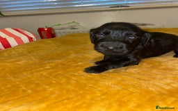 Cocker Spaniel dogs for sale: Beautiful litter  - Image 11