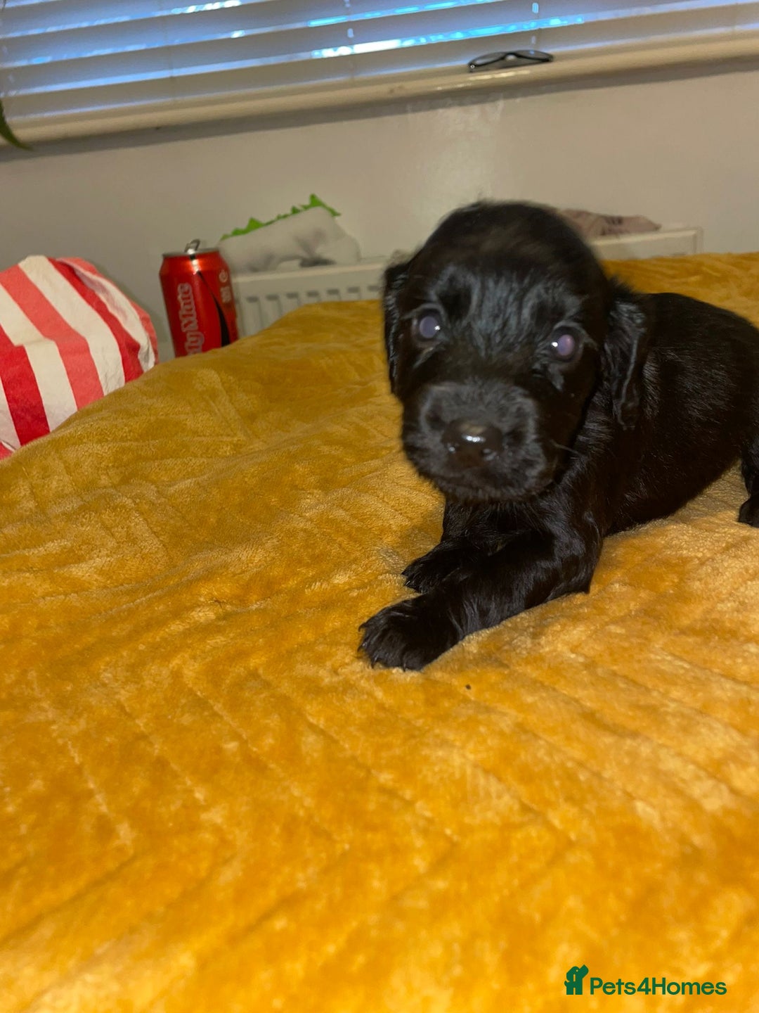 Cocker Spaniel dogs for sale: Beautiful litter  - Image 11