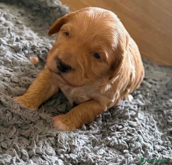Cockapoo dogs Stunning F1B cockapoos reservation open - Advert 13
