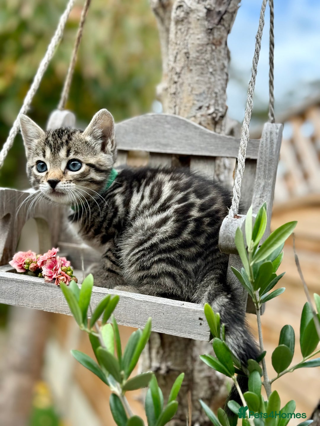 Bengal cats for sale:  Beautiful Bengal kittens  - Image 9