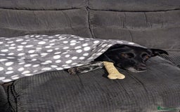 Mixed Breed dogs for adoption: ❤️Carmen — 3,5-4 years old small-to-medium girl❤️ - Advert 10