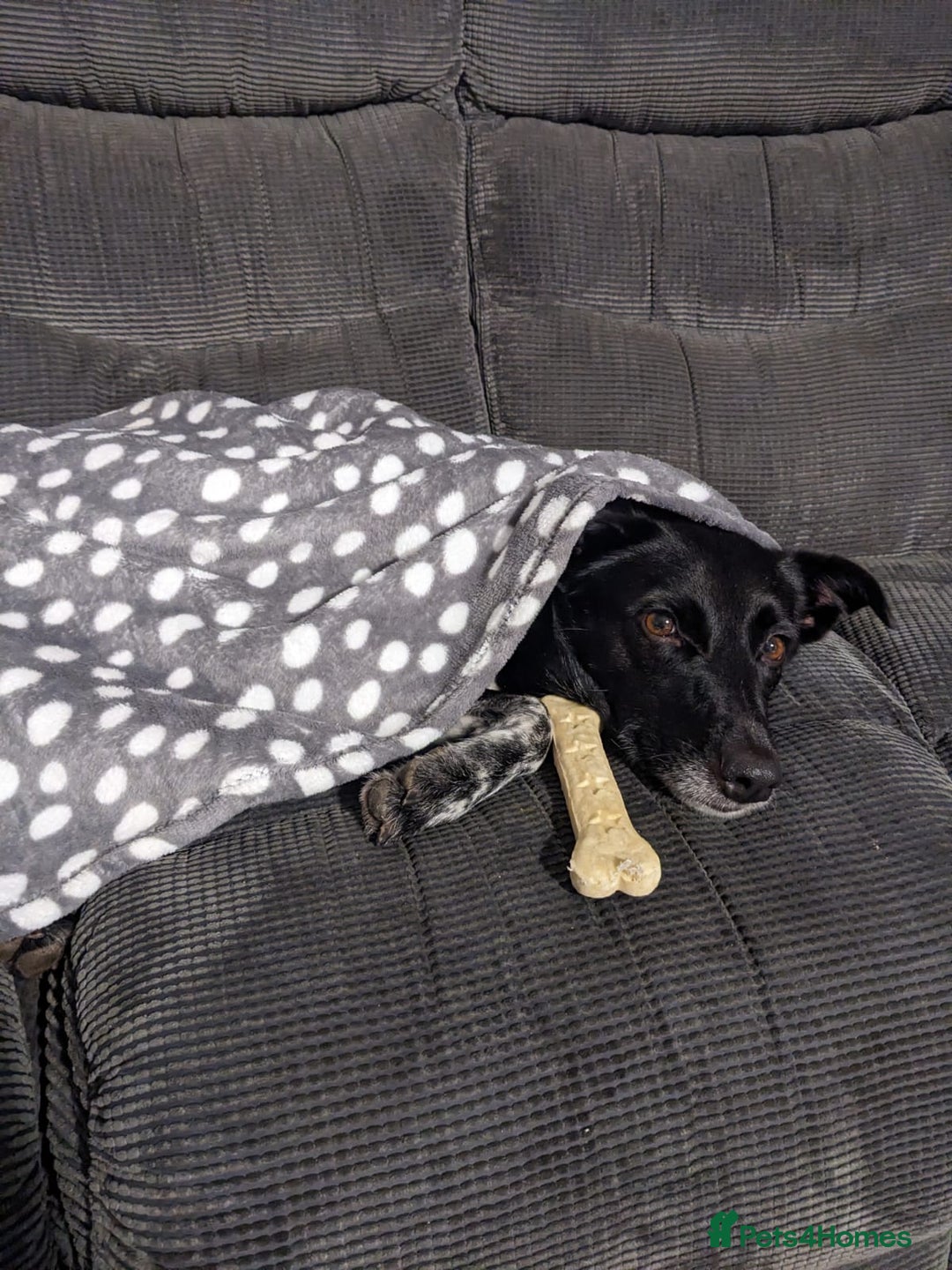 Mixed Breed dogs for adoption: ❤️Carmen — 3,5-4 years old small-to-medium girl❤️ - Advert 10