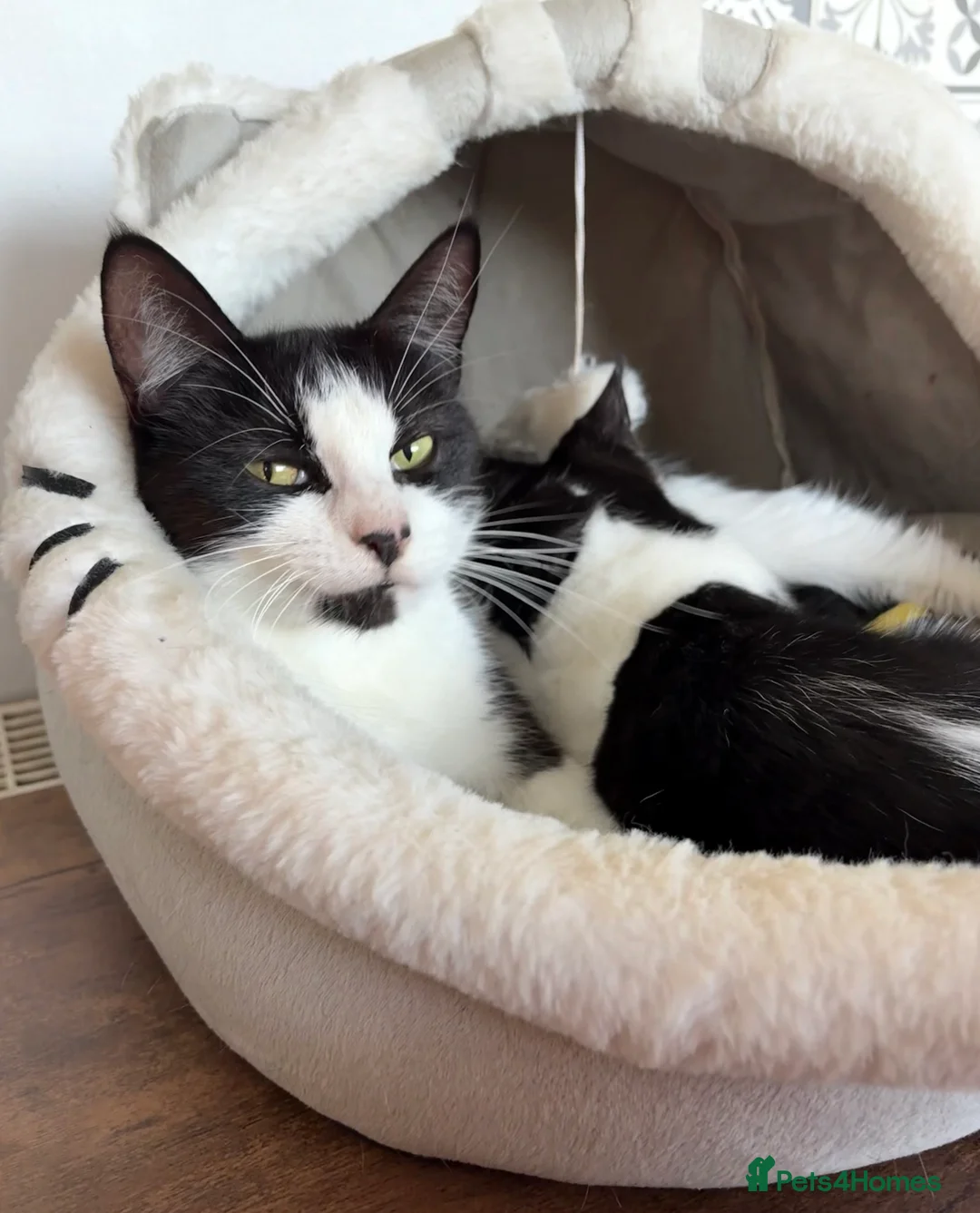 Mixed Breed cats for sale: One gorgeous girl left  - Advert 2