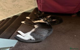 British Shorthair cats for sale: Black/brown kitten 😸  - Image 2