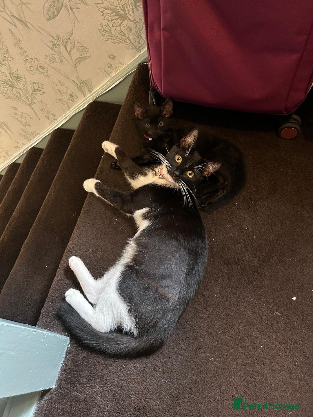 British Shorthair cats for sale: Black/brown kitten 😸  - Image 2