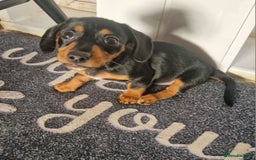 Mixed Breed dogs for sale: Jack russell x mini dachshund  - Image 4