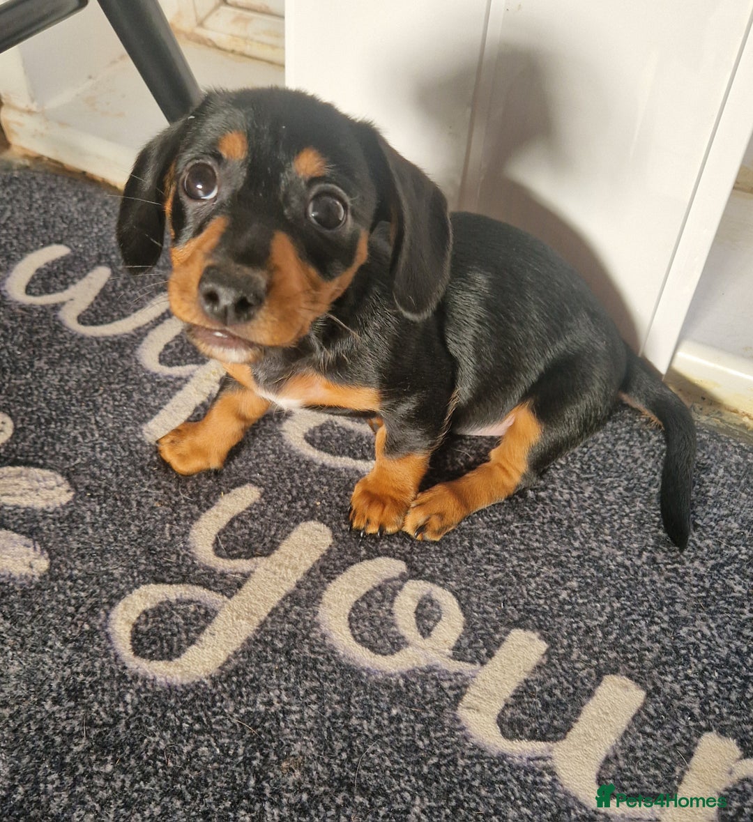 Mixed Breed dogs for sale: Jack russell x mini dachshund  - Image 4