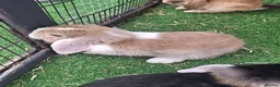 Mini Lop rabbits for sale: Mini lop - Advert 17