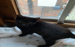 Mixed Breed cats for sale: All black kittens ready now  - Advert 2