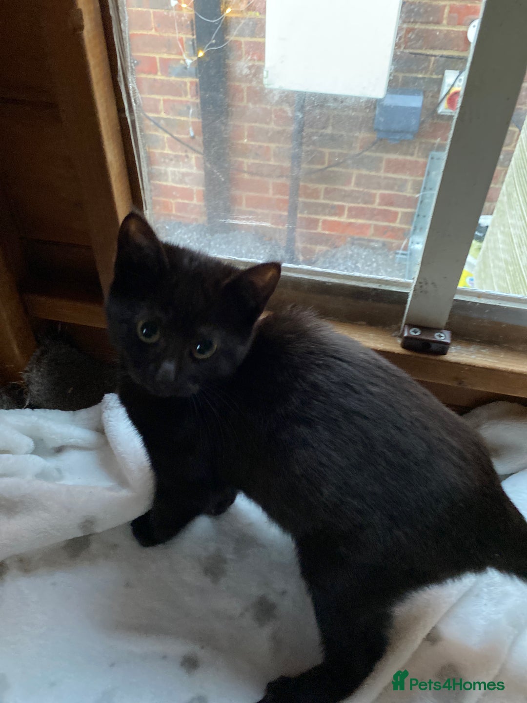 Mixed Breed cats for sale: All black kittens ready now  - Advert 2