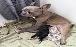 French Bulldog dogs for sale: Beautiful French Bulldog Puppies  - Image 7