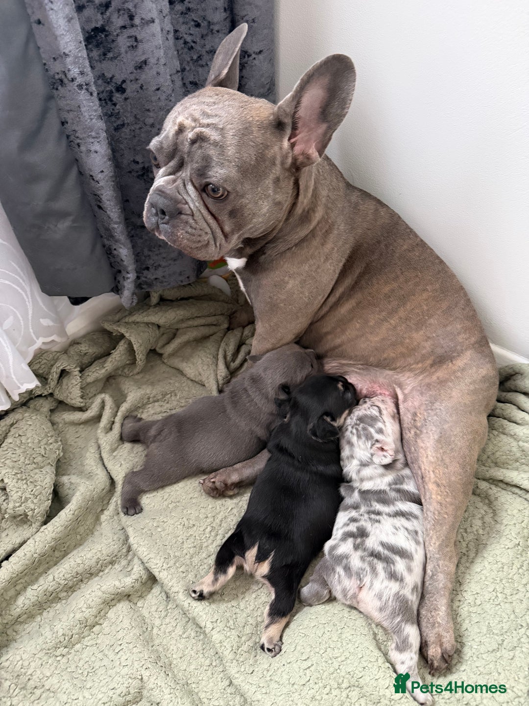 French Bulldog dogs for sale: Beautiful French Bulldog Puppies  - Image 7