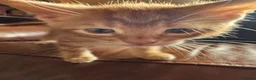 Mixed Breed cats for sale: Beautiful Family-Raised Kittens in Oswestry - Advert 30