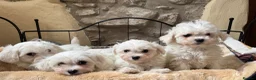 Mixed Breed dogs for sale: Beautiful litter of F1 Maltichon Puppies - Advert 3