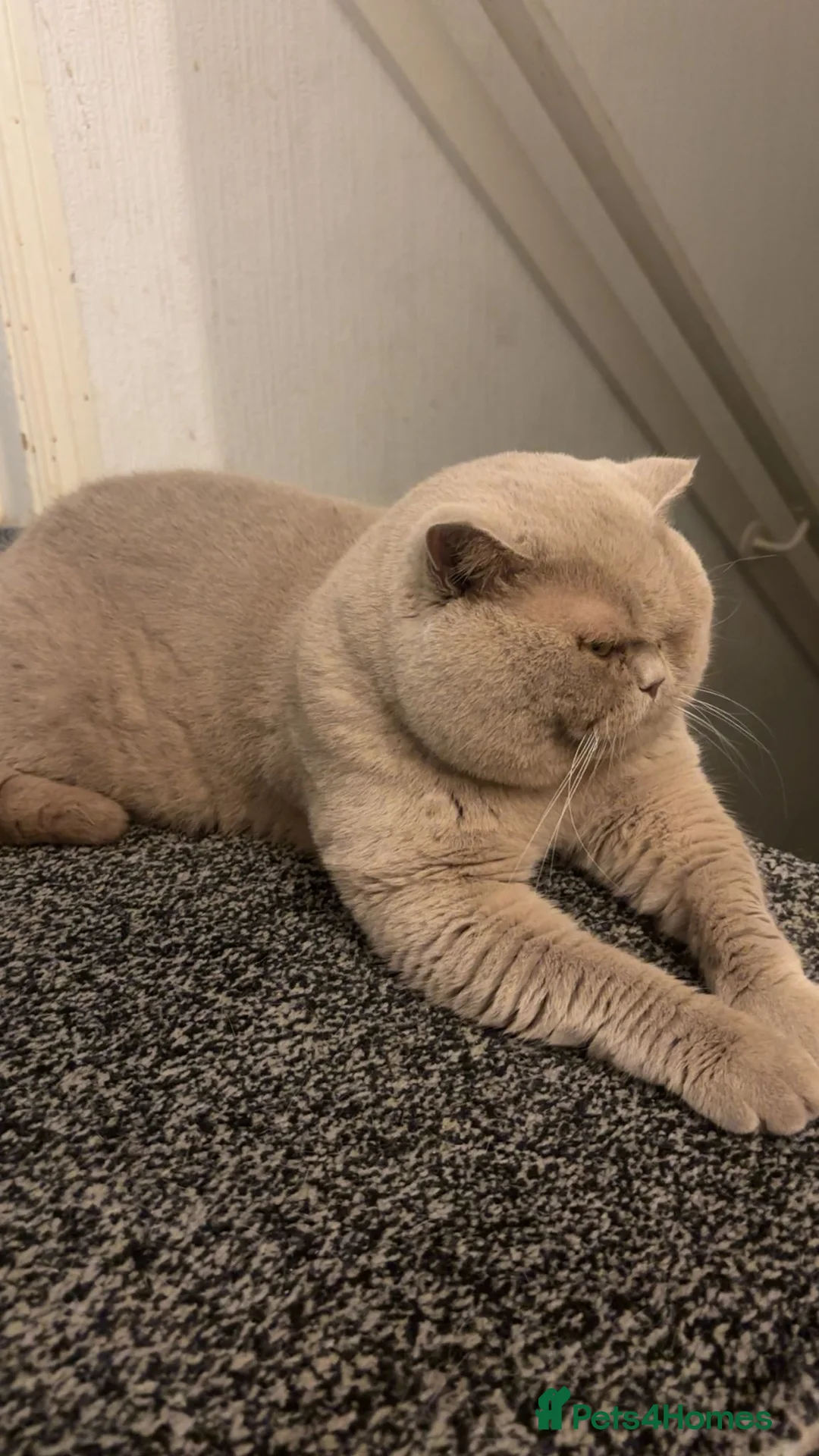 British Shorthair cats for sale: Two beautiful British shorthair kittens  in Birmingham - Advert 2