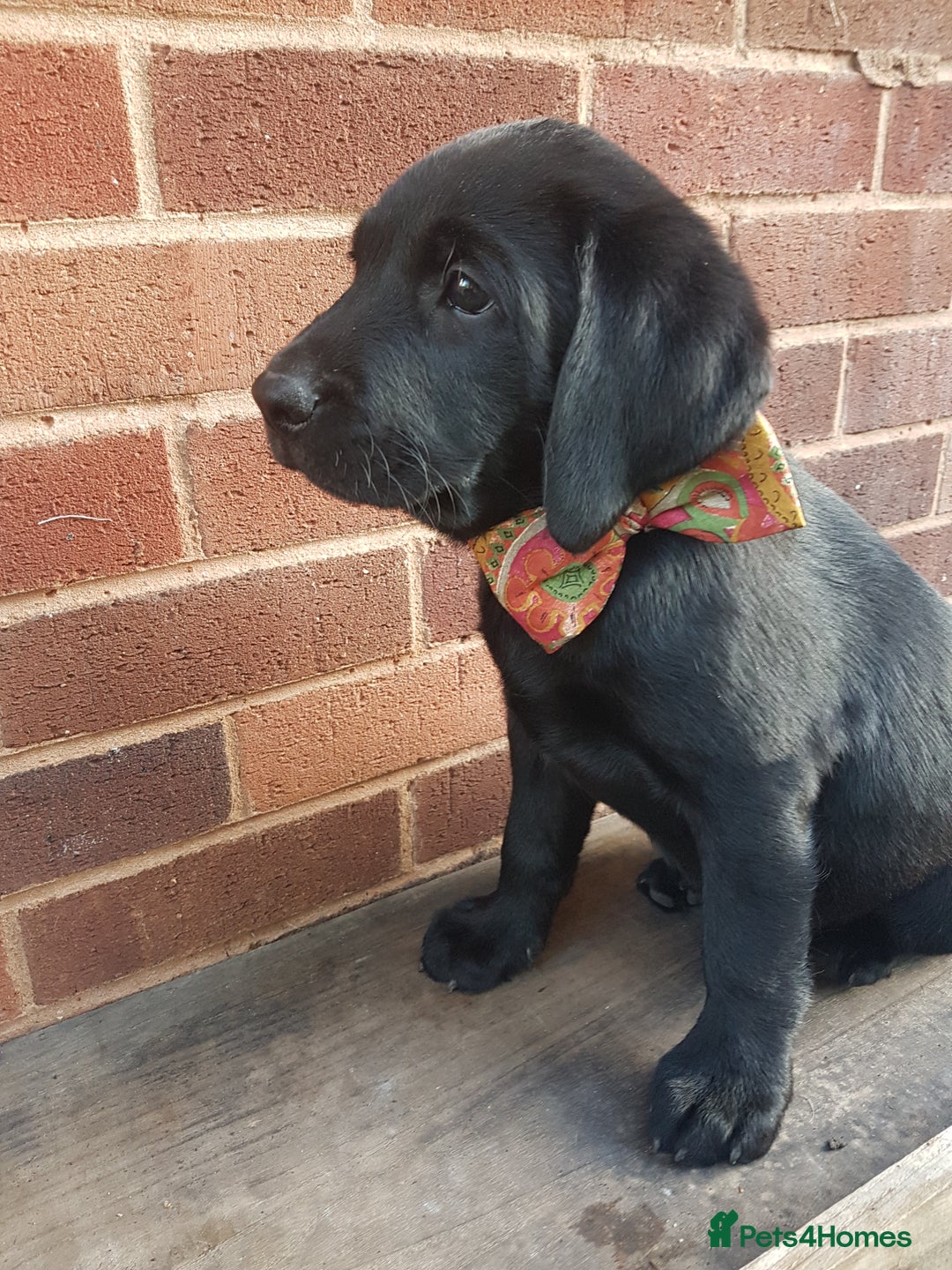 Labrador Retriever dogs for sale: KC Registered Labrador puppies  - Image 26