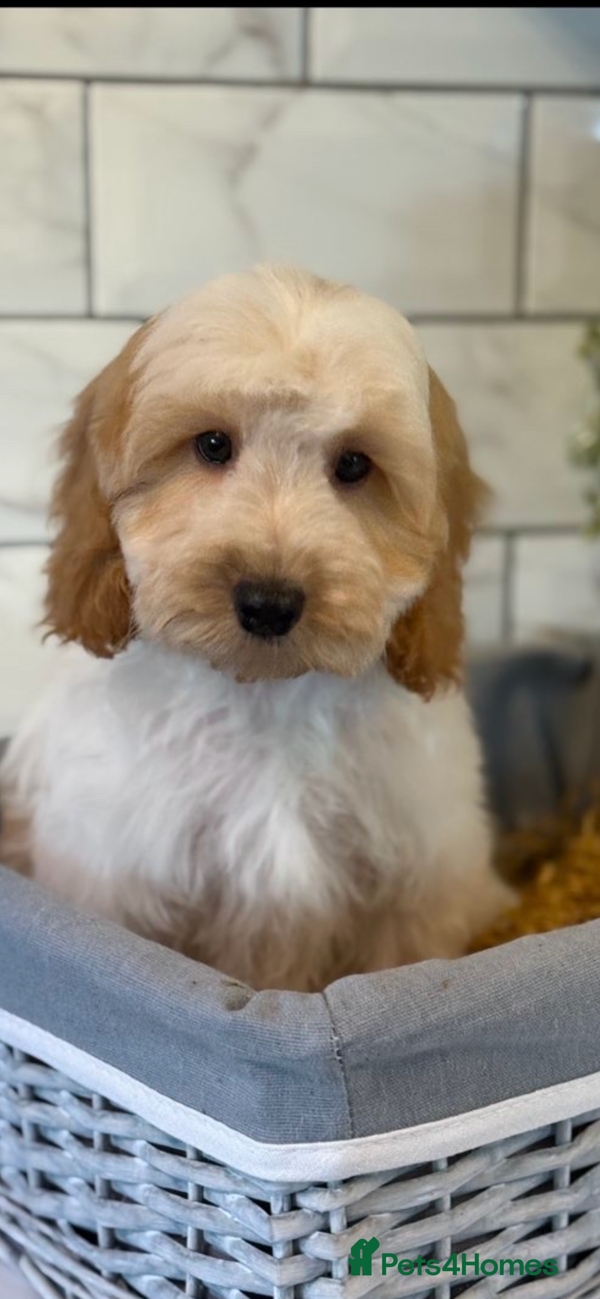 Cockapoo dogs Quality cockapoo litter boys and girls - Advert 1