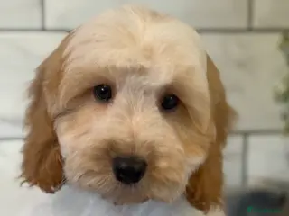 Cockapoo dogs Quality cockapoo litter boys and girls - Advert 1