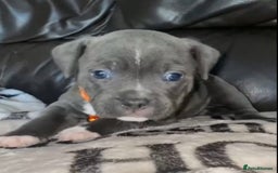 Staffordshire Bull Terrier dogs for sale: Blue staff pups - Image 6