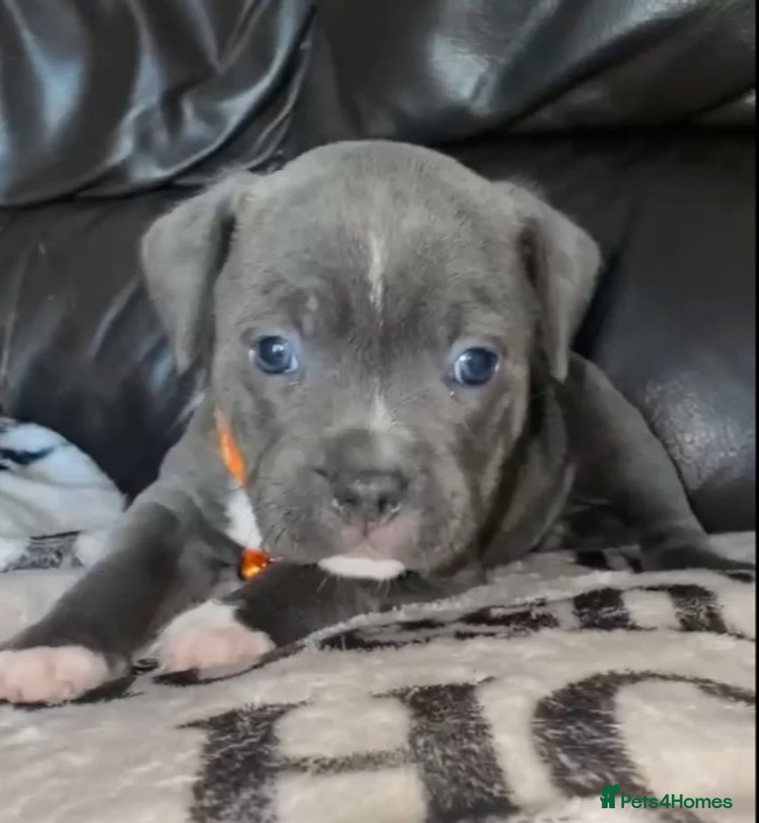 Staffordshire Bull Terrier dogs for sale: Blue staff pups - Image 6