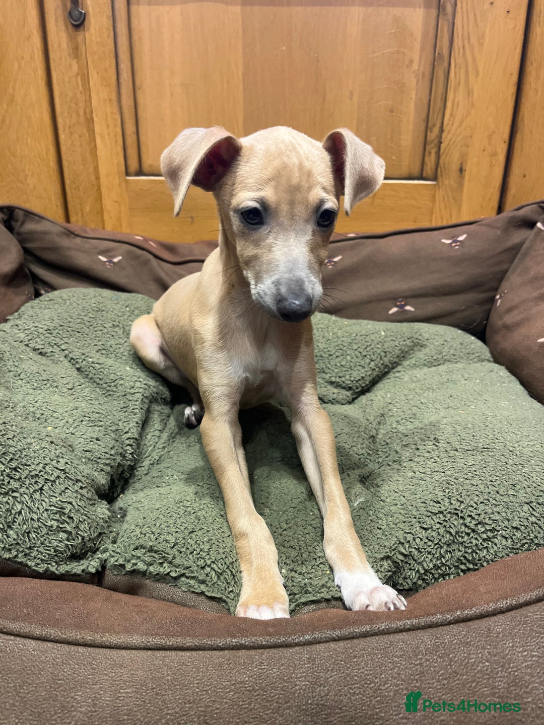 Italian Greyhound dogs for sale: Italian greyhound puppies  - Advert 11