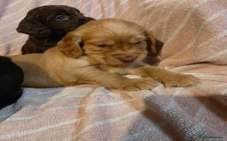 Cocker Spaniel dogs for sale: Beautiful Working KC Reg Cocker Spaniels Puppies - Advert 10